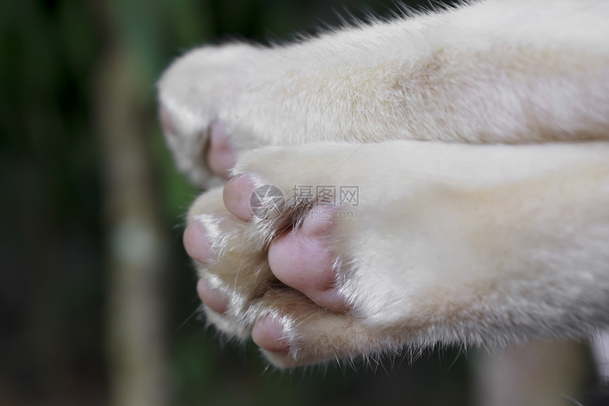 西亚马猫脚图片