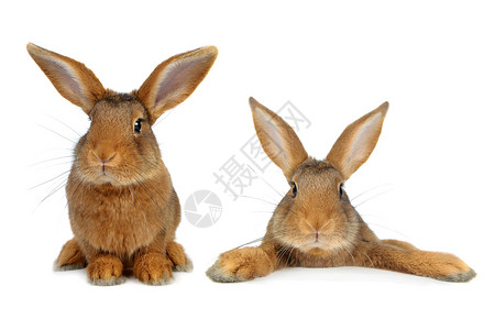 棕兔闲事动物工作室棕色兔子耳朵毛皮宠物白色背景图片