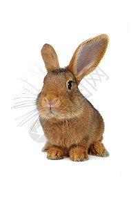 棕兔毛皮耳朵工作室白色宠物动物棕色兔子闲事背景图片