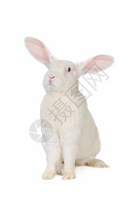 兔子兔动物头发毛皮水平农业灰色柔软度警觉宠物脊椎动物背景图片