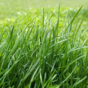 绿绿草花园美丽植物绿色区系背景图片