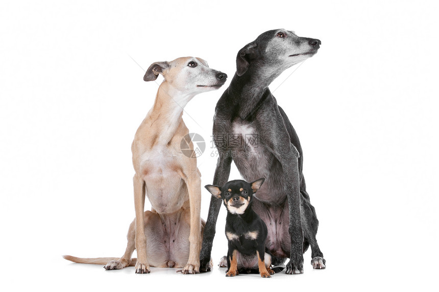 两只灰狗和一只吉娃娃白色工作室家畜朋友们哺乳动物猎犬品种动物宠物团体图片