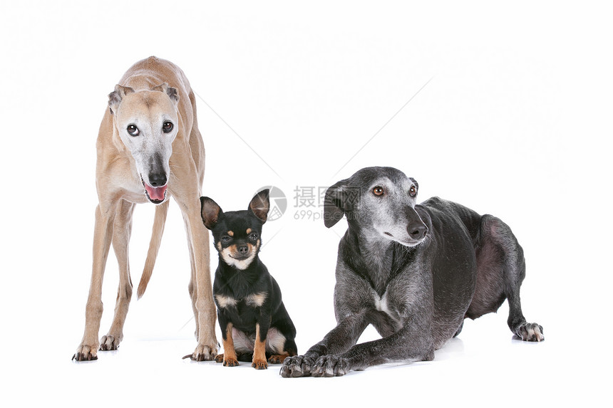 两只灰狗和一只吉娃娃品种工作室动物白色哺乳动物犬类猎犬朋友们团体家畜图片