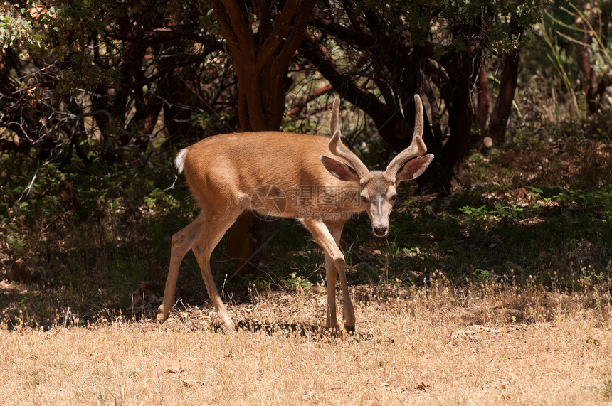 加州黑尾牛野生动物分岔鹿角黑尾骡鹿反刍动物天鹅绒男性偶数食草图片