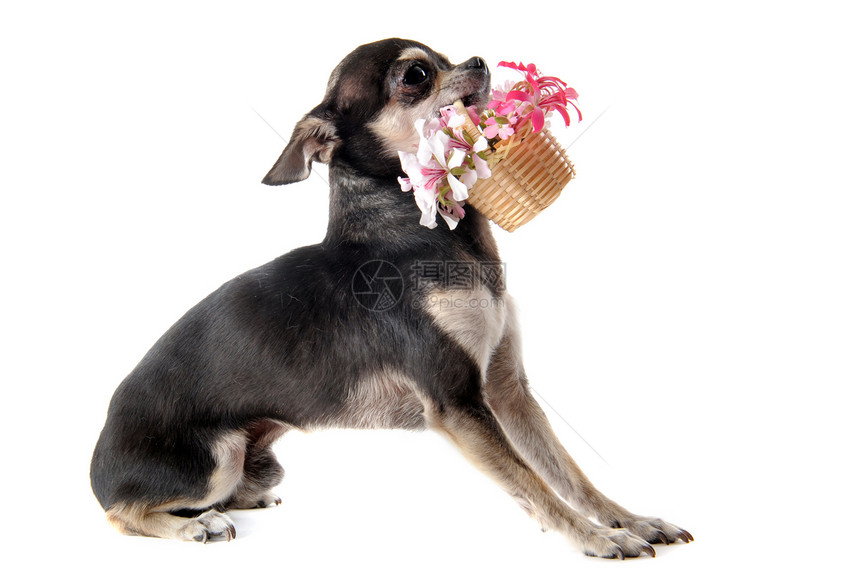 吉娃娃和鲜花工作室白色动物篮子展示宠物黑色伴侣犬类粉色图片