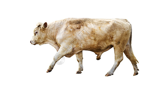 孤立的一岁牛肉牛背景图片