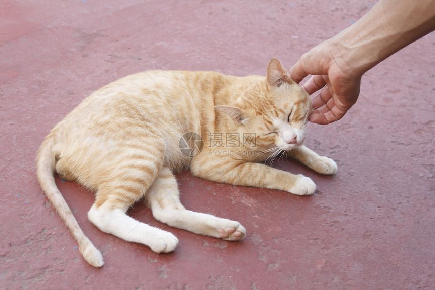 人类手牵手猫友谊宠物动物雄性哺乳动物猫科动物图片