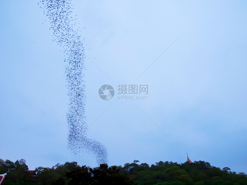 蝙蝠人群部落植物食虫团体天空黑色航班野生动物哺乳动物图片