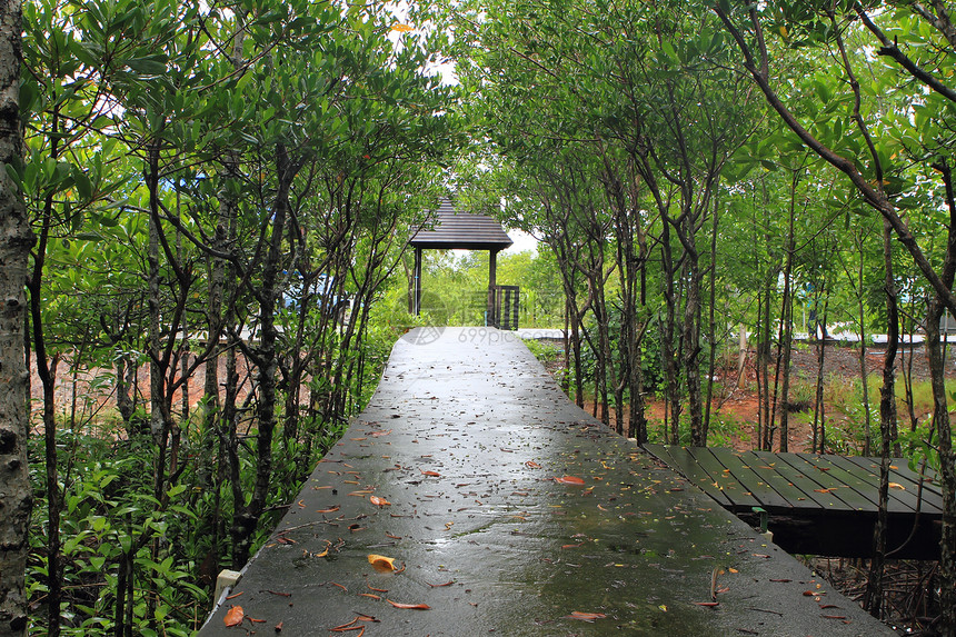 泰国红树林中森林的林道路线 泰国环境国家花园途径木板天空植物叶子风景植被图片