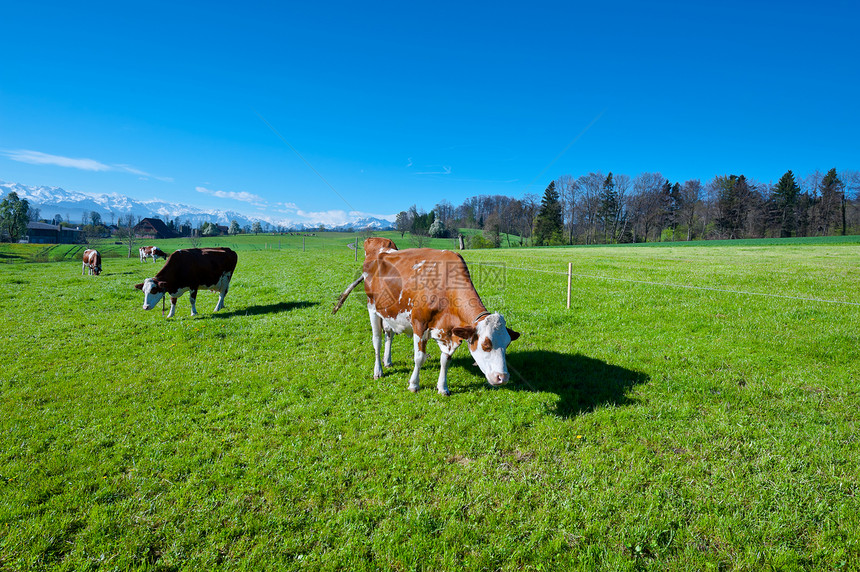 瑞士冰川小木屋栅栏森林农场生态村庄草地牧场动物图片