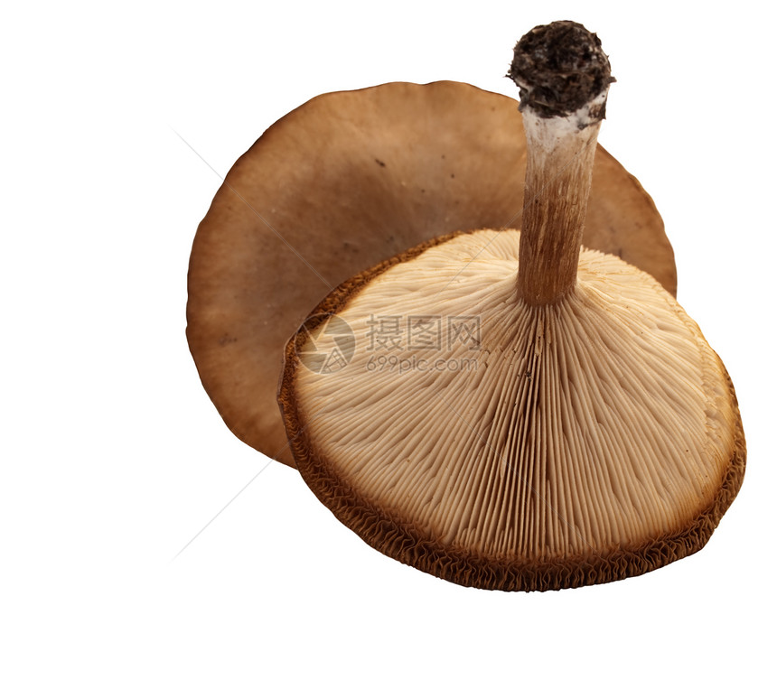 孤立蘑菇菌类白色采摘图片