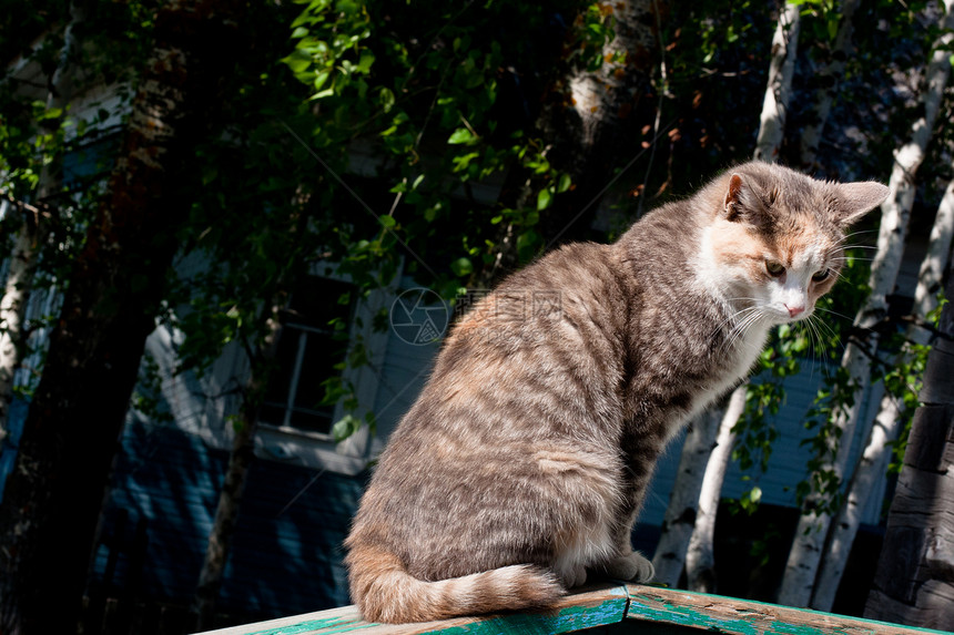 坐着猫白色水平灰色小屋对角线猫科桦木绿色阳光虎斑图片