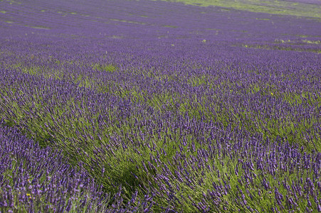淡紫花地植物植物群天空国家植物学农村紫色场地花朵香味背景图片