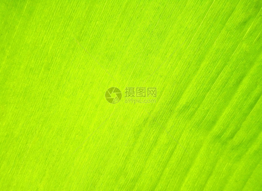 树叶纹理热带线条植物环境植物学绿色叶子香蕉墙纸图片