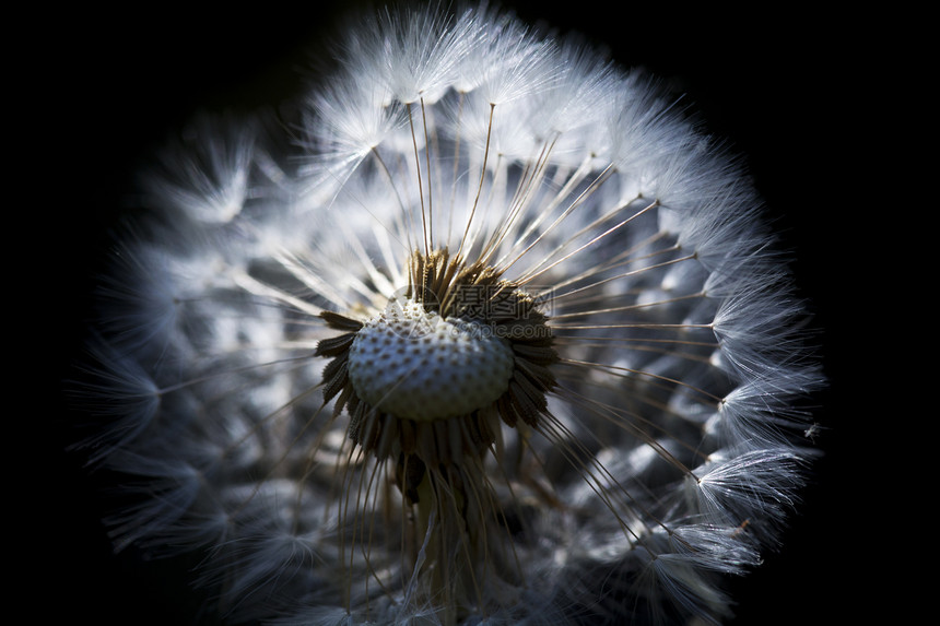 干dandelion花花图片