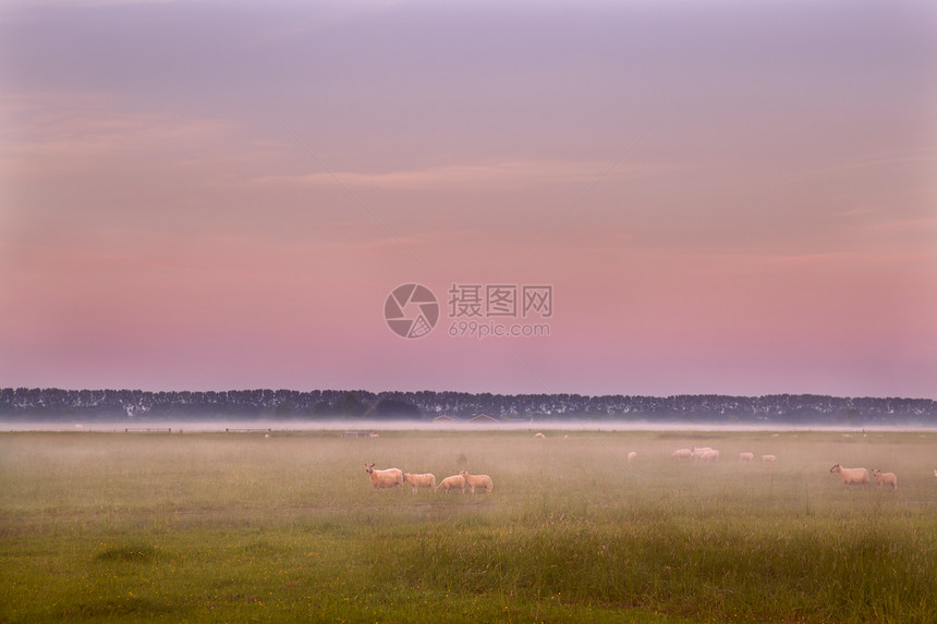 牧羊的绵羊天空粉色薄雾牧场农村草地场地日落地平线风景图片