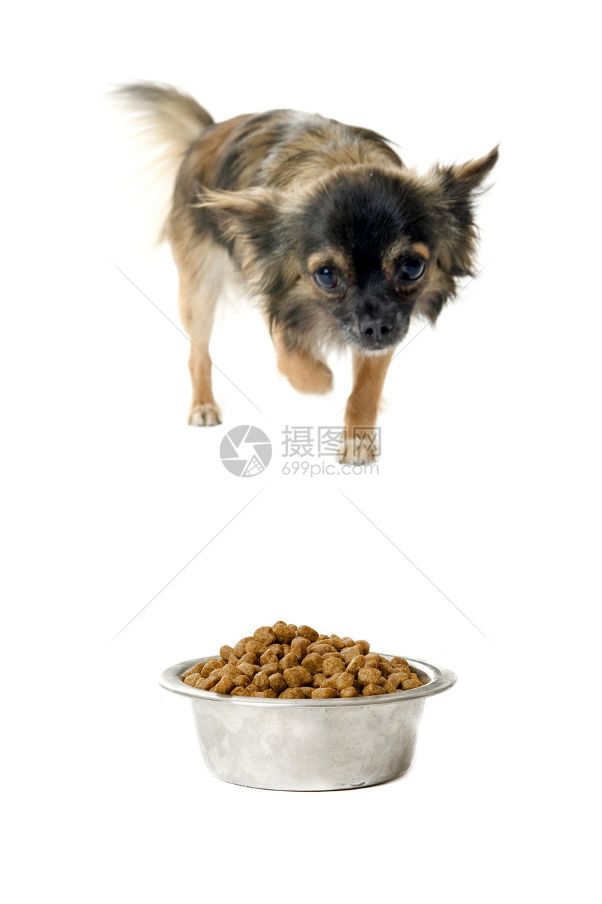 吉娃娃和食物碗动物宠物棕色犬类狗粮白色伴侣食品金属工作室图片