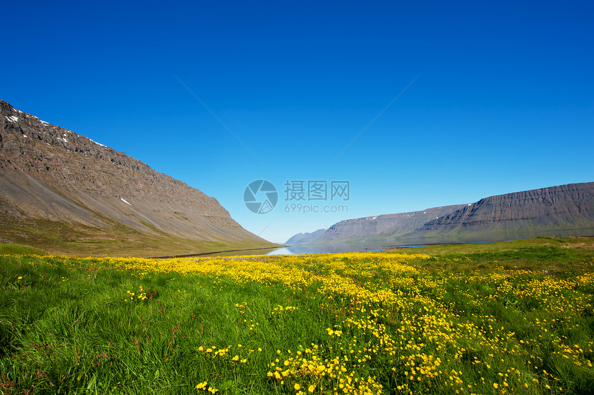 西峡湾海洋冰川海岸草地远景支撑半岛风景花朵蓝色图片