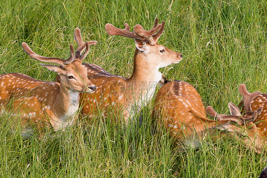 年轻鹿山羊褐色食物农业草地注意力鹿角社区棕色安全图片