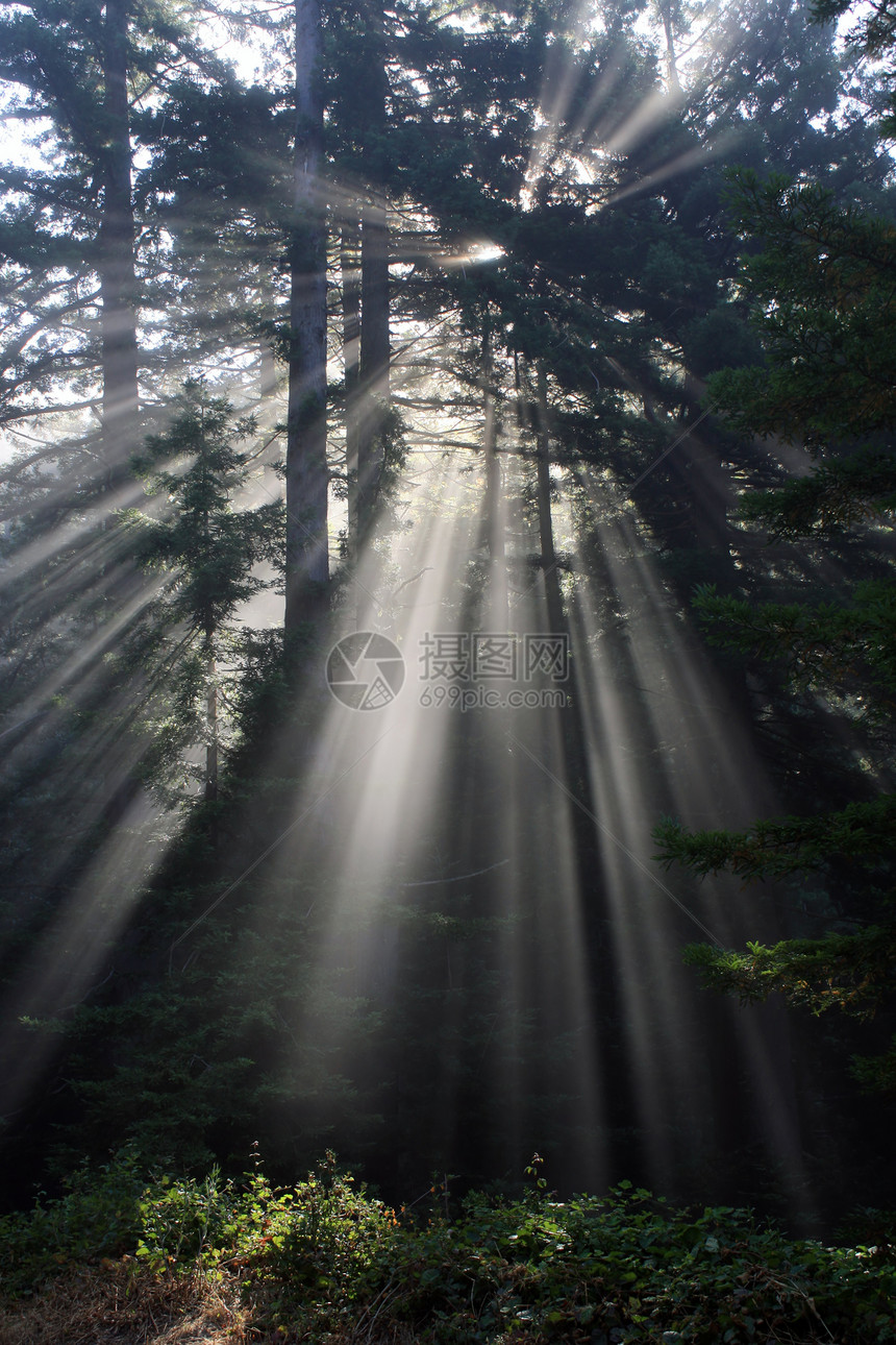 穿越薄雾沿海森林的太阳光线图片