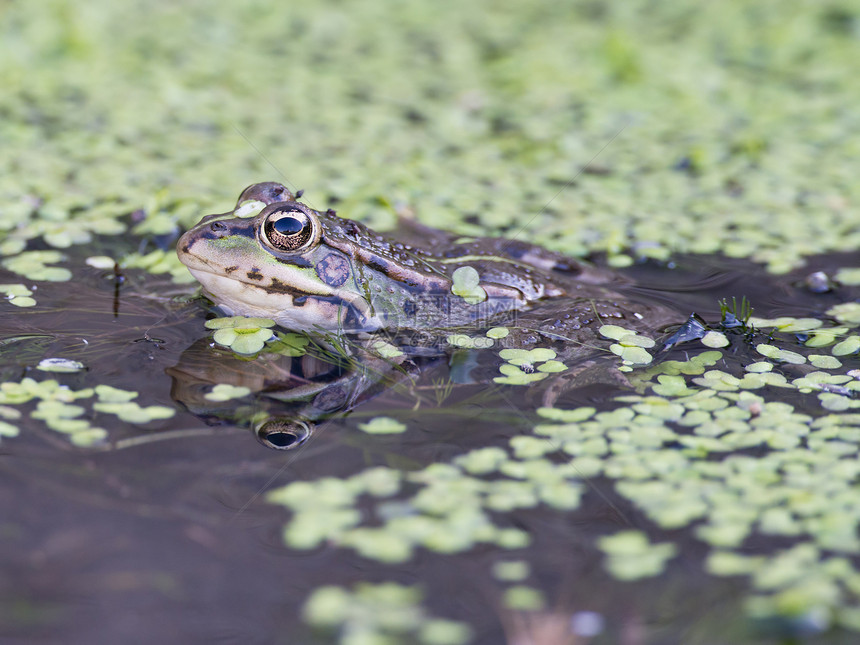 青蛙池塘两栖动物猎人捕食者植被灰色动物水池环境荒野图片