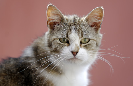 猫咪女性动物猫科动物胡子背景图片