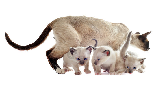 西亚马猫和妈妈白色女性宠物家庭工作室小猫警觉猫科动物动物蓝色背景图片