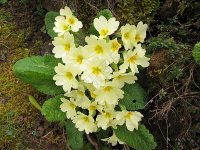 普里姆罗花瓣树叶植物黄色季节性背景图片