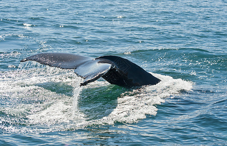 长须鲸冰岛鲸须高清图片