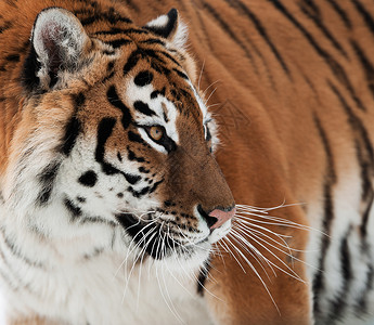 阿穆尔河西伯利亚虎危险哺乳动物条纹猎人捕食者老虎猫科愤怒食肉野猫背景