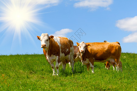 牛在夏草牧场上动物群牧草农场哺乳动物阳光草本植物农村经济场地草地家畜背景图片