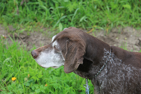 德国短头发指针犬类白色猎狗宠物灰色棕色短毛动物哺乳动物背景图片
