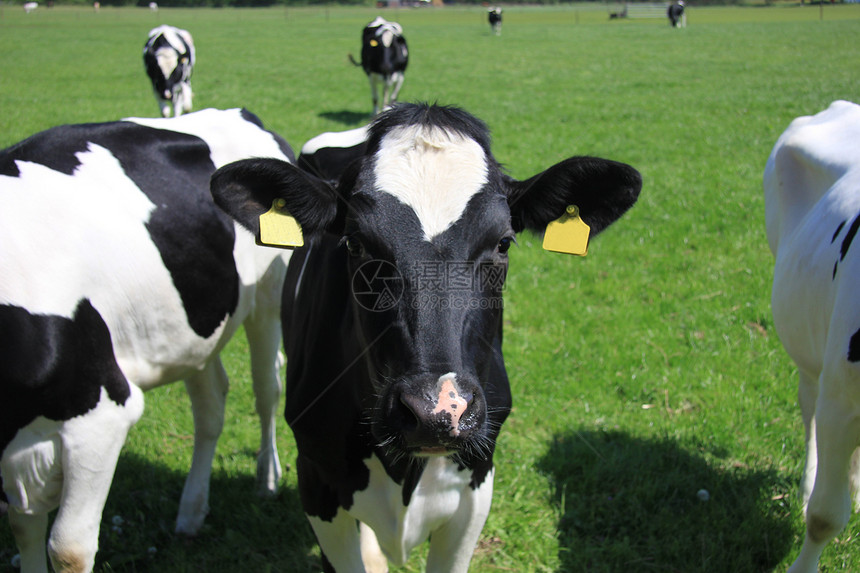 牛的肖像白色哺乳动物农场收成干草动物场地食物牛奶奶制品图片