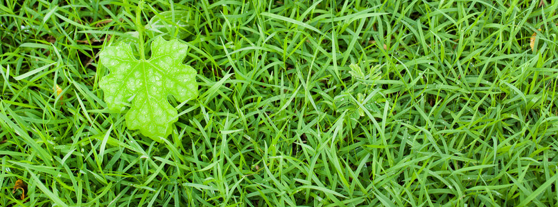 绿叶 自然新鲜的叶子植物绿色树叶草地宏观水滴背景图片