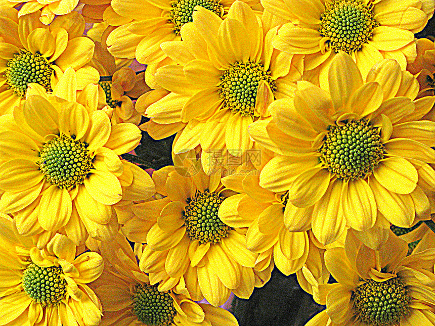 菊花花雏菊常年花园花瓣黄色植物群绿色园艺草坪花朵图片