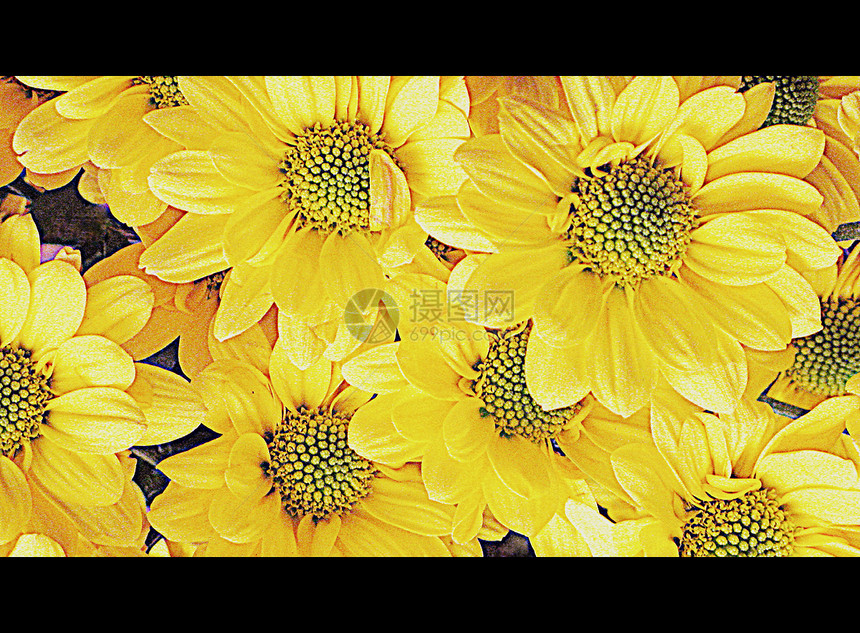 Daisy花朵显微镜绿色植物群常年草坪花园黄色叶子花瓣雏菊园艺图片