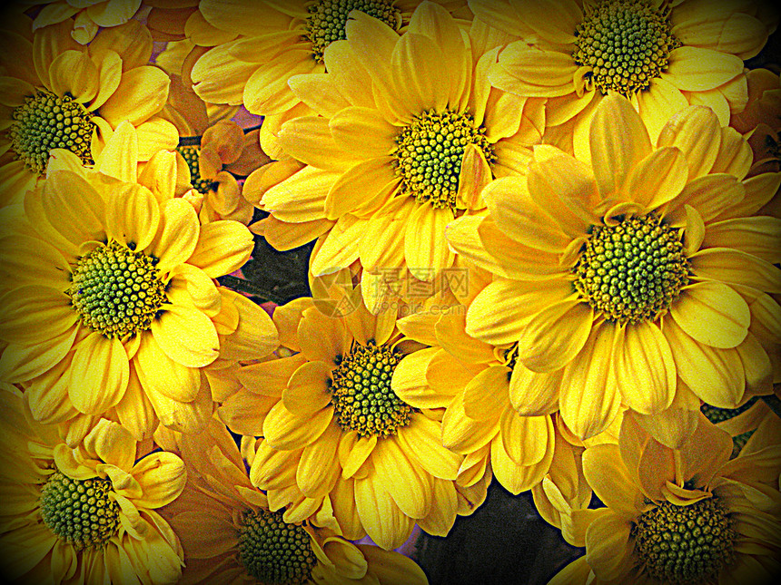 黛西花朵罗莫常年花园花瓣植物群草坪花朵叶子黄色雏菊园艺图片