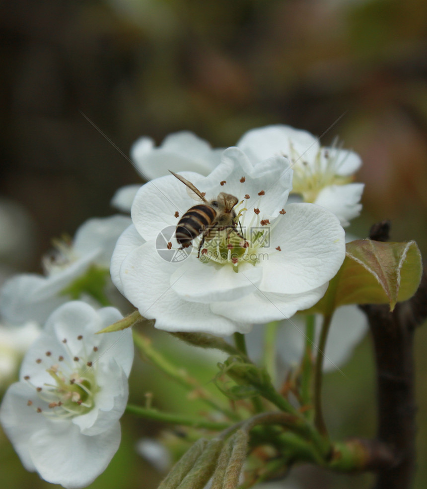 一只蜜蜂在梨树花中劳作图片