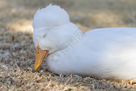 沉睡鸭野生动物白色羽毛鸭子翅膀动物鸭科高清图片素材