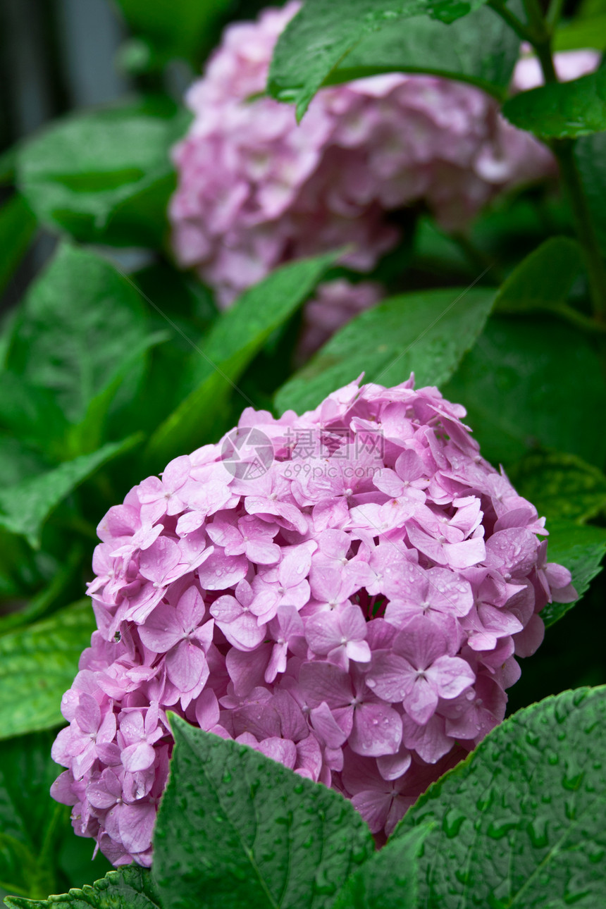 粉色时数灌木宏观花瓣植物群叶子美丽绣球花花园大叶绿色图片