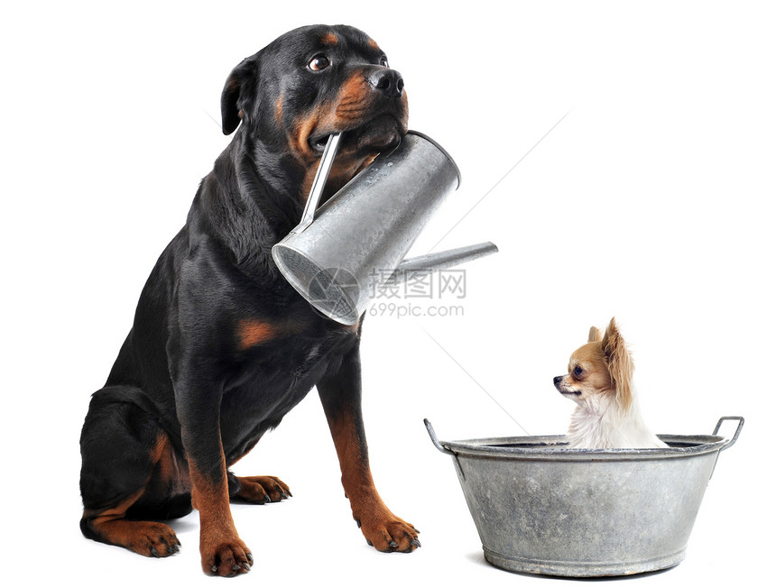 洗浴前宠物动物喷壶工作室伴侣友谊金属洗涤浴缸犬类图片