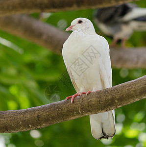 鸽子鸟类白色羽毛动物黑色小鸟眼睛背景图片