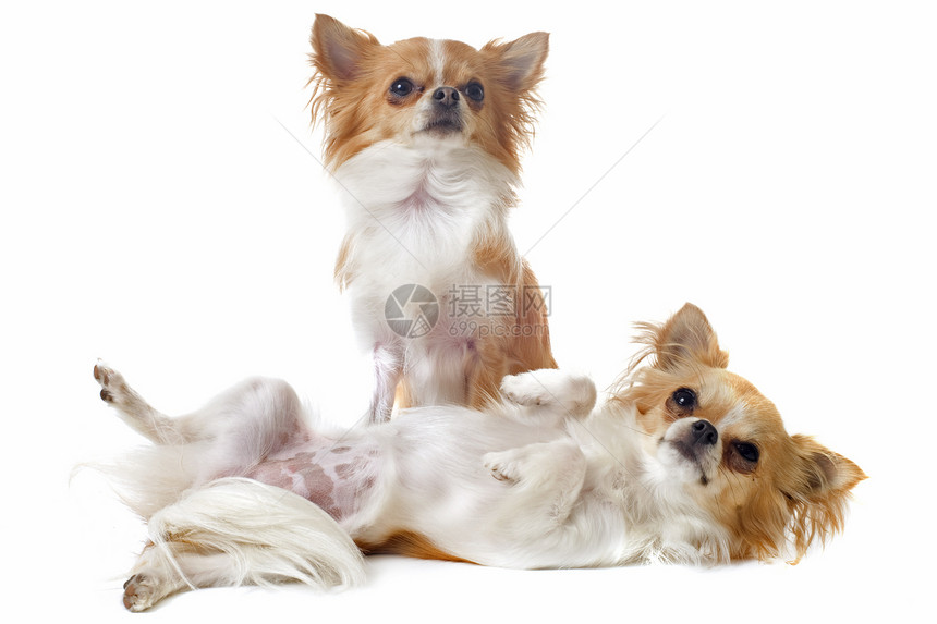 2个吉娃娃女性长毛犬类宠物男性夫妻伴侣小狗工作室动物图片
