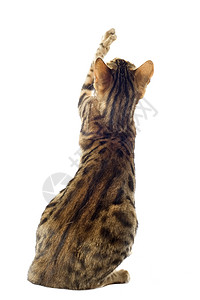 养猫宠物豹纹短毛工作室动物棕色爪子背景
