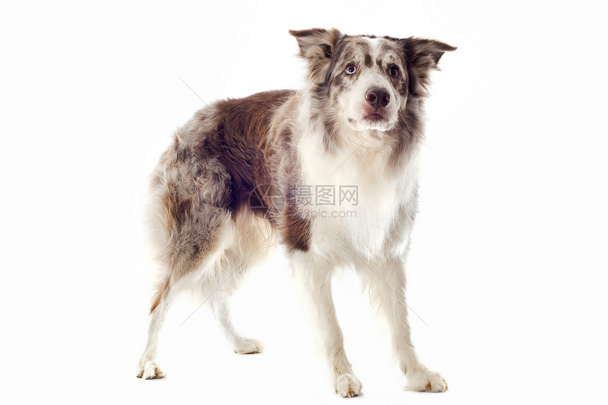 边边框collie棕色墙眼犬类男性宠物动物牧羊犬白色图片