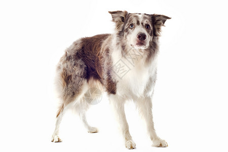 边边框collie棕色墙眼犬类男性宠物动物牧羊犬白色背景图片