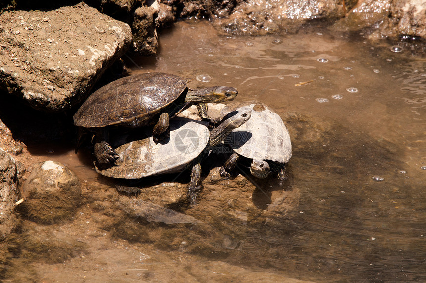 欧洲池塘海龟组织水龟动物动物群野生动物宠物生物太阳速度蜥蜴人乌龟图片