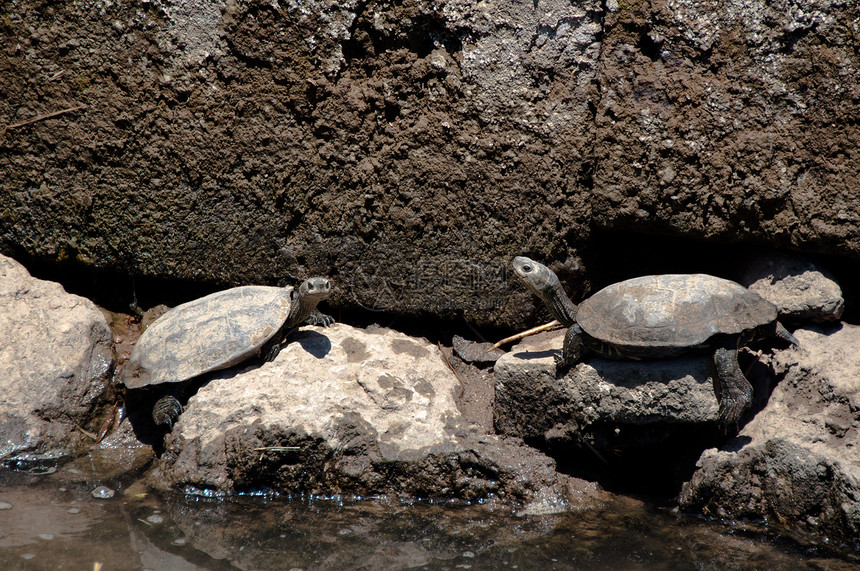 欧洲池塘海龟组织速度太阳环境野生动物动物群蜥蜴人日光浴生物动物爬行动物图片