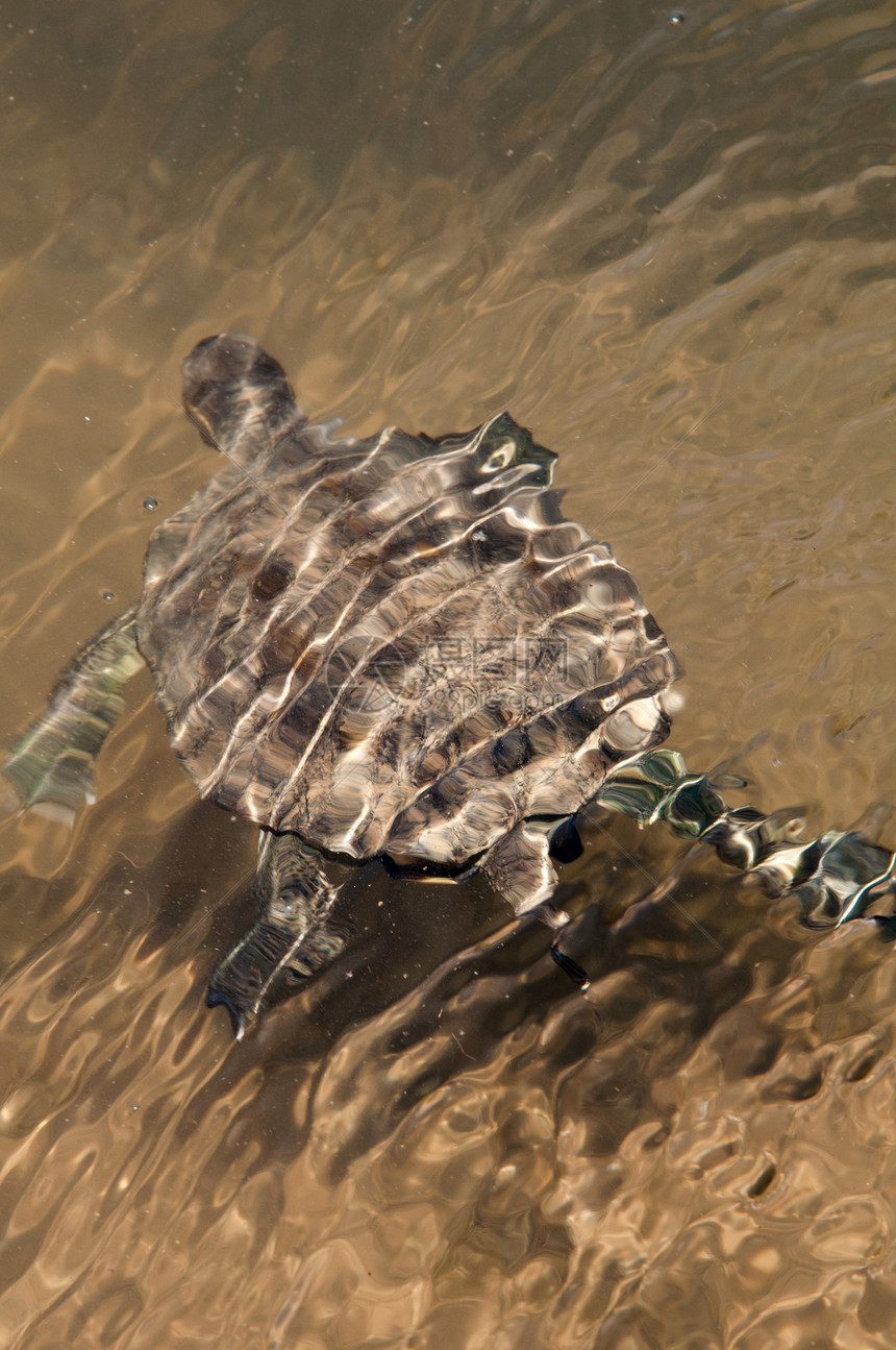 欧洲池塘海龟脊椎动物游泳动物涟漪荒野两栖环境乌龟宠物爬行动物图片
