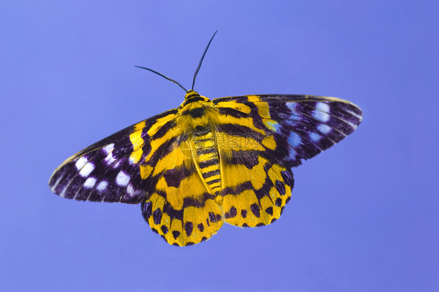 蝴蝶昆虫动物群天线宏观翅膀季节飞行野生动物花园图片